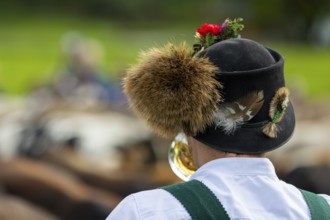 Cattle drive, cattle drive, alpine herdsman, felt hat, chamois beard, traditional traditional