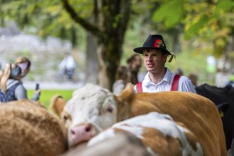 Cattle drive, cattle drive, domestic cattle (Bovidae), alpine herdsman, traditional traditional