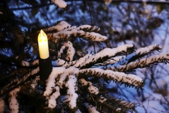 Christmas tree with snow at Christmas time, Germany