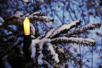 Christmas tree with snow at Christmas time, Germany
