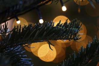 Christmas tree at Christmas time, Germany