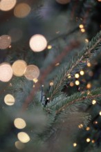 Christmas tree at Christmas time, Germany