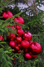 Red Christmas baubles on a conifer, Germany