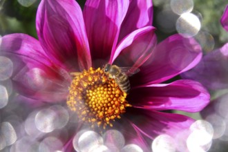 Blossom with bee and beautiful bokeh, macro photography, Germany