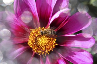Blossom with bee and beautiful bokeh, macro photography, Germany