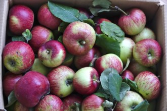 Apple harvest, harvested apples in a carton, September, Germany