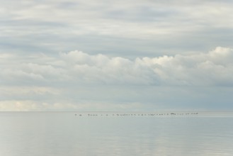 North Sea coast, special light mood, wild geese flying over the Wadden Sea, rising water,