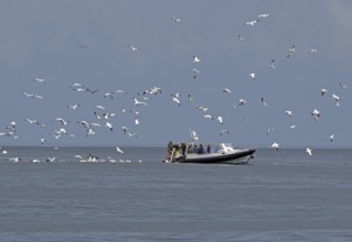 A boat at sea surrounded by flying gannets under a cloudy sky, Isle of Noss, Shetland Islands,