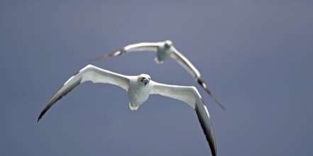 Two gannets flying against a blue sky, conveying a sense of freedom, elegance, Isle of Noss,