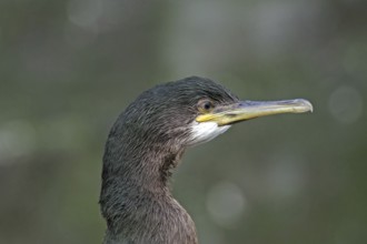 Detailed portrait of a shag with striking beak against a blurred background, Isle of Noss, Shetland