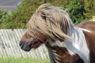A Shetland pony with flowing hair stands in front of a wooden fence in a green setting, Scalloway,