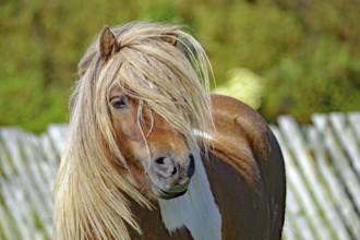 Brown pony with long hair and an attentive look in front of a wooden fence in the countryside,