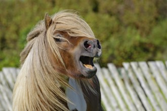 Pony with blowing hair and open mouth in front of a wooden fence in a lively pose, Shetland pony,