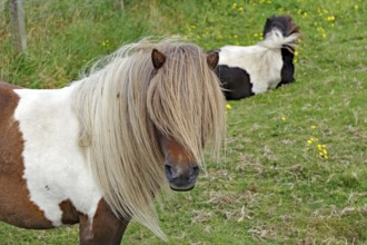 Brown and white Shetland pony with long mane standing on a green meadow next to a lying pony,