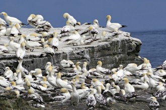 Many birds gather on rocky cliffs by the sea under a blue sky, Isle of Noss, Shetland Islands,