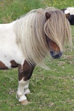 Brown and white Shetland pony with hanging mane stands relaxed on a green meadow, humour,