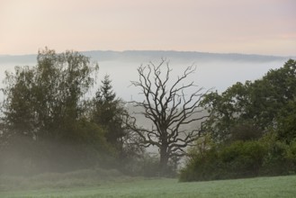Gnarled oak (Quercus), standing deadwood, rising fog, North Rhine-Westphalia, Germany