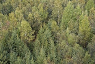 View over an autumnal mixed forest, Arnsberg Forest nature park Park, North Rhine-Westphalia,