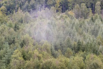 View over an autumnal mixed forest with rising mist, Arnsberg Forest nature park Park, North