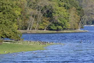 Canada geese (Branta canadensis) and greylag geese (Anser anser) on the shore of Lake Möhne, Möhne