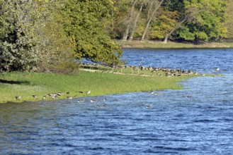 Canada geese (Branta canadensis) and greylag geese (Anser anser) on the shore of Lake Möhne, Möhne