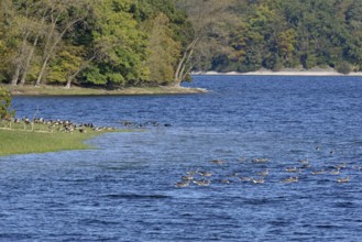 Canada geese (Branta canadensis) and greylag geese (Anser anser) on the shore of Lake Möhne, Möhne