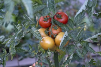 Ripe tomatoes (Solanum lycopersicum) on the bush, Bavaria, Germany