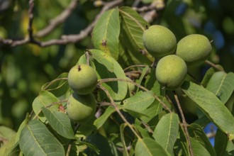 Nuts (Juglans regia) on a tree, Bavaria, Germany