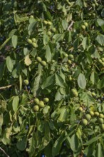 Walnut tree (Juglans regia) with fruit, Bavaria, Germany