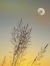 Symbolic image, mood, grass and dandelion, warm light, good feeling, cheerfulness, serenity,