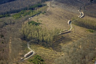 Forest damage and clear-cutting, Salchendorf, Neunkirchen, Siegerland, North Rhine-Westphalia,