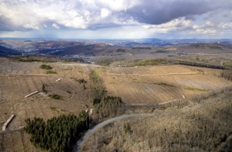Forest damage and clear-cutting, Eisern, Siegen, Siegerland, North Rhine-Westphalia, Germany, tree