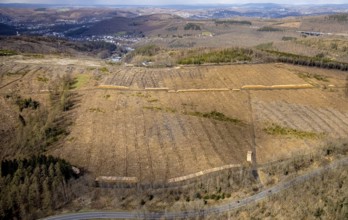 Forest damage and clear-cutting, Eisern, Siegen, Siegerland, North Rhine-Westphalia, Germany, tree