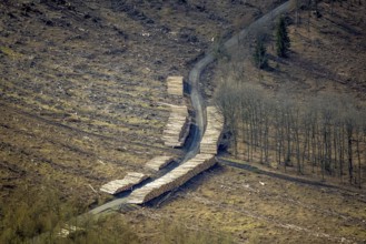 Forest damage and clear-cutting, Salchendorf, Neunkirchen, Siegerland, North Rhine-Westphalia,
