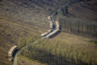 Forest damage and clear-cutting, Salchendorf, Neunkirchen, Siegerland, North Rhine-Westphalia,