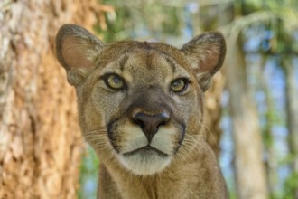 Cougar (Cougar concolor), close-up of a Cougar with attentive gaze in the forest, captive, Florida,