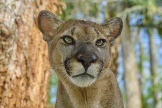 Cougar (Cougar concolor), close-up of a Cougar in the forest with intense gaze, captive, Florida,