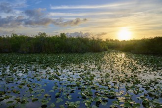 A pond with water lilies at sunset and a peaceful atmosphere, Anhinga Trail, Everglades National