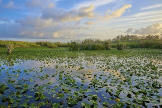 An expansive pond with clouds and water lilies at sunset, Anhinga Trail, Everglades National Park,