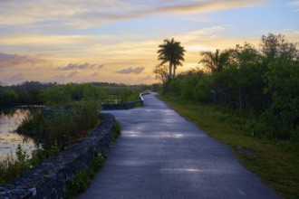 A trail at sunset with palm trees and a peaceful atmosphere, Anhinga Trail, Everglades National