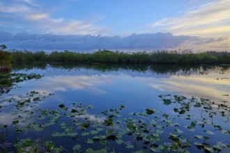 A pond with cloud reflections and evening mood, Anhinga Trail, Everglades National Park, Florida,