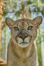 Cougar (Cougar concolor), frontal close-up of a Cougar, surrounded by green forest, captive,