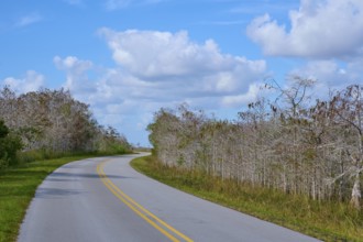 Asphalt road winds through a tranquil landscape under a blue sky, Everglades National Park,
