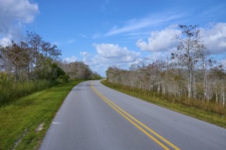 Deserted country road with pale blue sky and trees surrounded by nature, Everglades National Park,