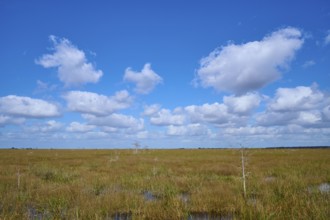Wide grassy landscape under a bright blue sky with white clouds, Everglades National Park, Florida,