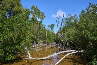 A marshland with mangroves and trees under a clear blue sky, West Lake View Point, Everglades