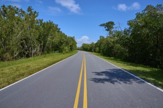 A country road leads through a wooded area under a clear sky, Flamingo, Everglades National Park,