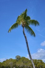 A tall palm tree stretches in front of a clear blue sky, Flamingo, Everglades National Park,