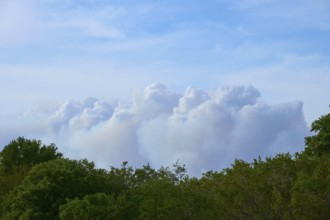 Clouds of smoke due to forest fire over green trees in a clear blue sky, Everglades National Park,