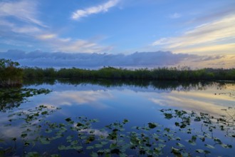 A still pond with cloud reflections in the evening light, Anhinga Trail, Everglades National Park,